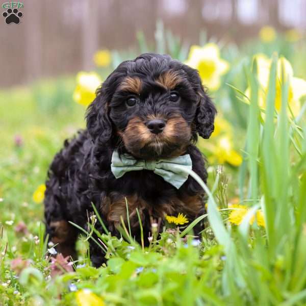 Jake, Cavapoo Puppy